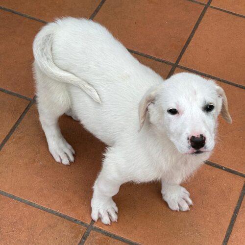 Rosa - 3 Mesi (Nata Indicativamente A Dicembre 2025)  Razza: Simil Labrador  Taglia: Medio Contenuta  